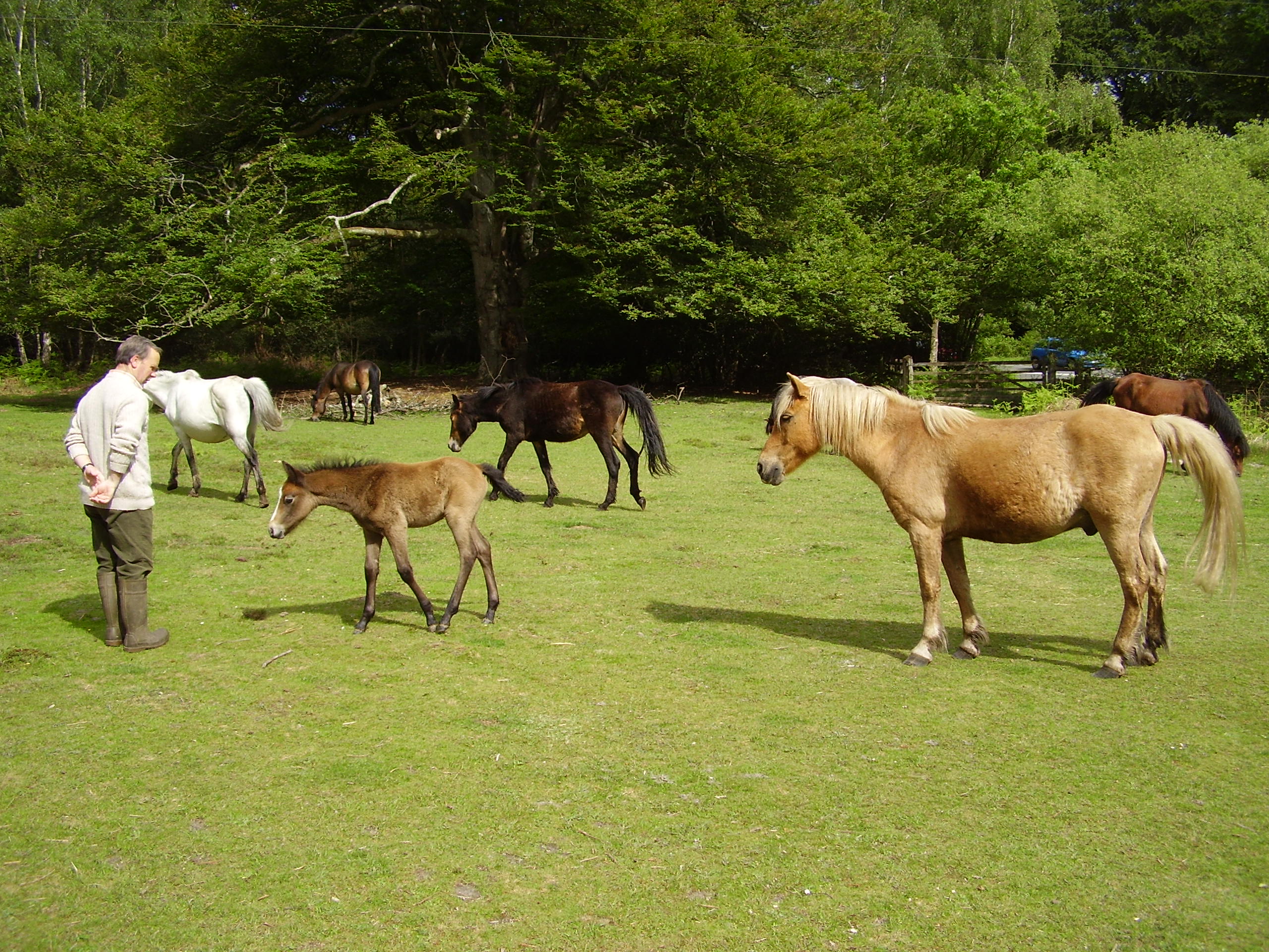 New Forest Ponies outside the back gate